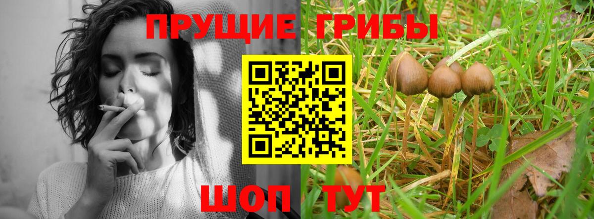 Галлюциногенные грибы Psilocybe Губкинский